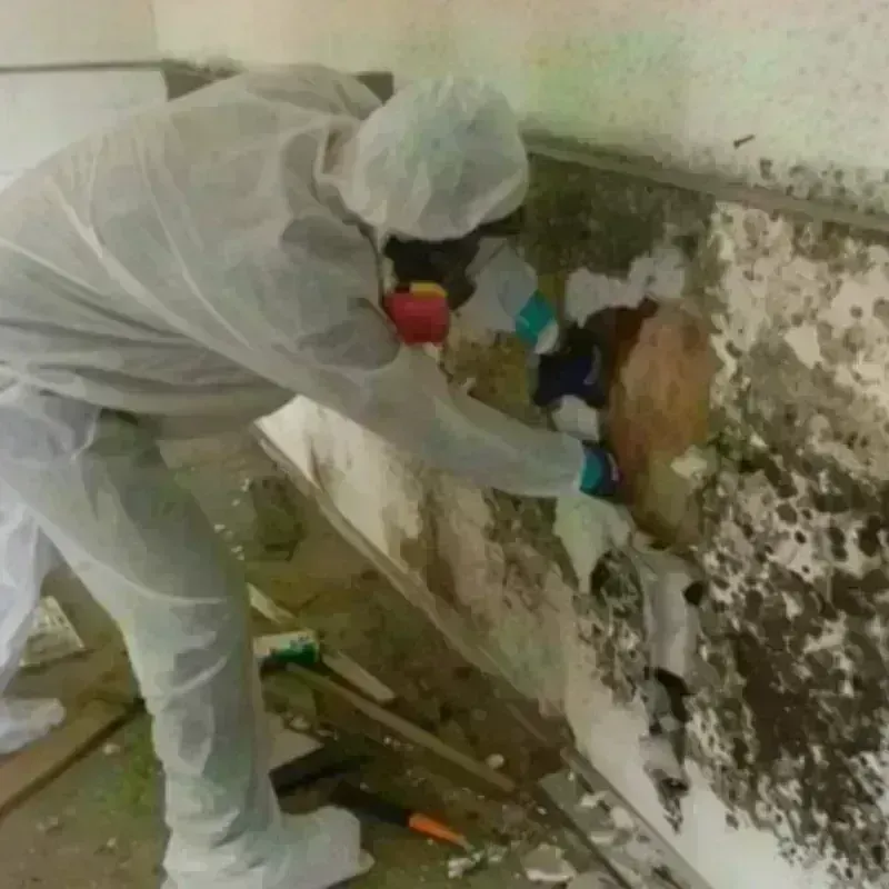 Mold Remediation and Removal in Lowville, NY